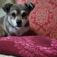 Make Your Own Cushions - Learn To Sew In A Day